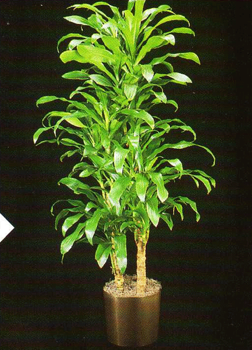Dracaena Deremensis